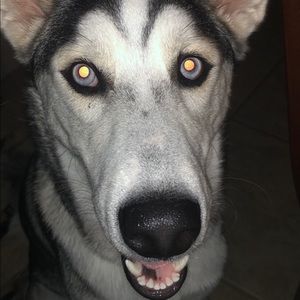 Meet your Posher, Joey